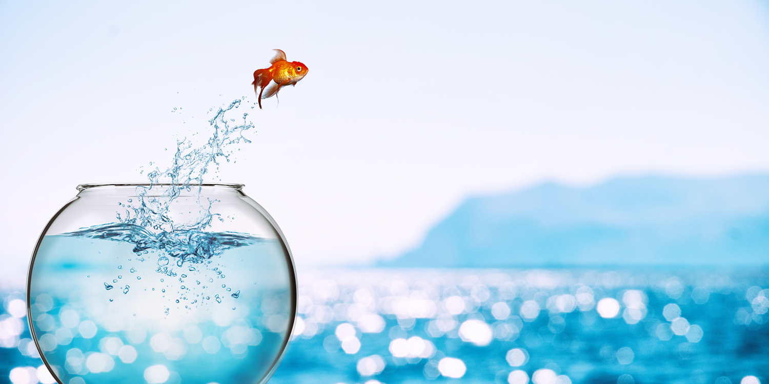 Goldfisch springt aus dem Glas (©shutterstock 1501576922)