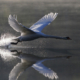 Launching swan (© pixabay 4999967, onkelglocke)